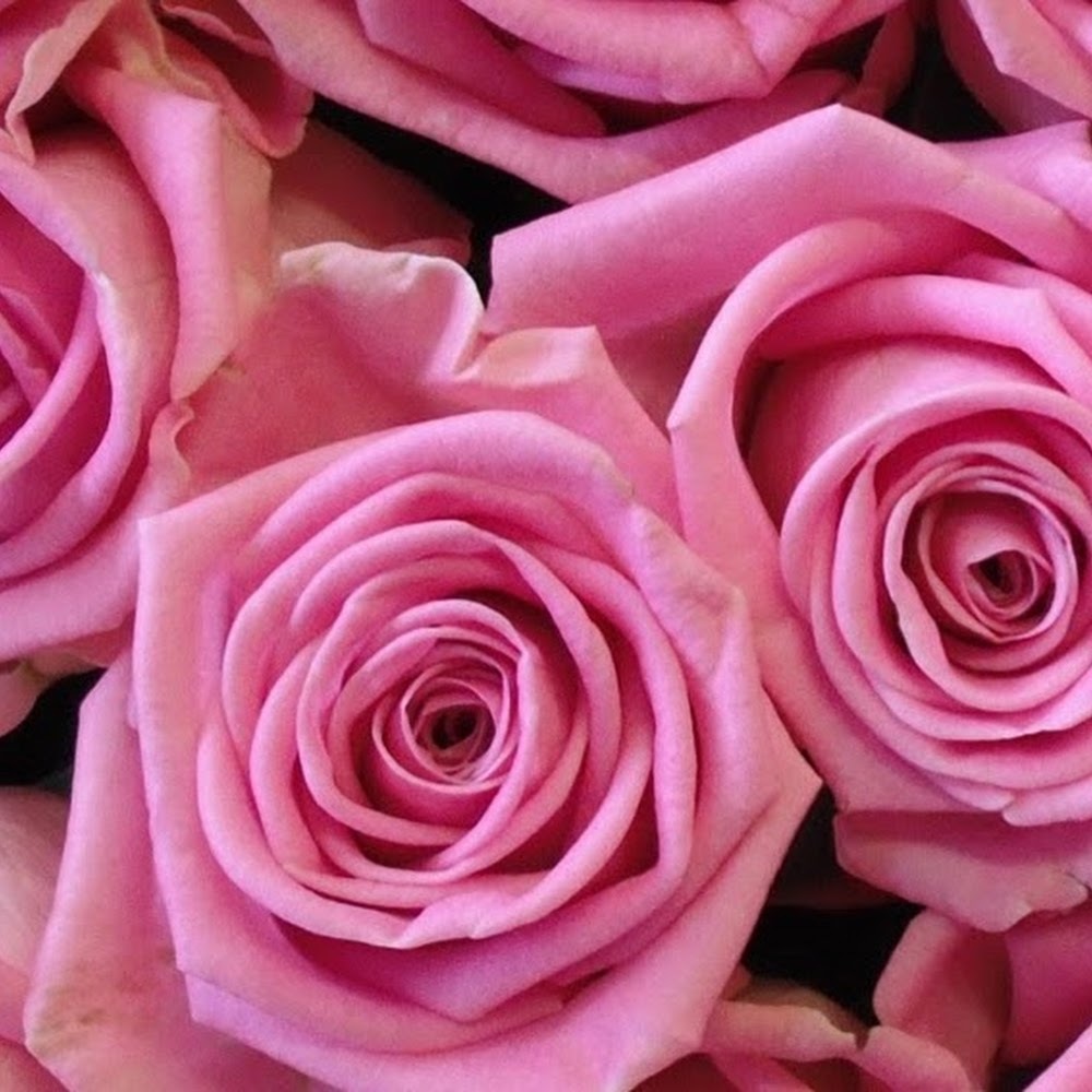 Meet your Posher, Lia